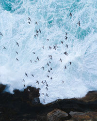 Flock of birds in sea