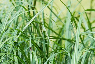 Full frame of leaves on field