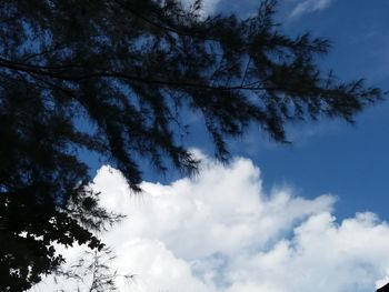 Low angle view of tree against sky