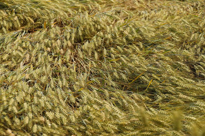 Full frame shot of wheat field