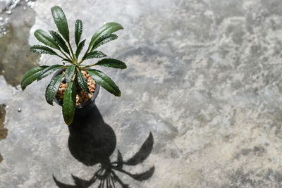 High angle view of potted plant