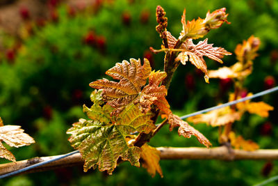 Close-up of flowering plant leaves during autumn