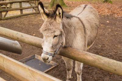 View of an animal pen