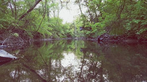 Reflection of trees in water