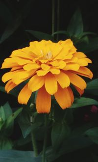Close-up of yellow flower