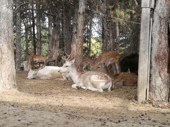 Cat relaxing on tree trunk