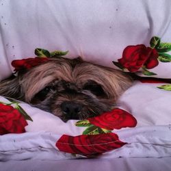 Close-up of dog with flowers on bed