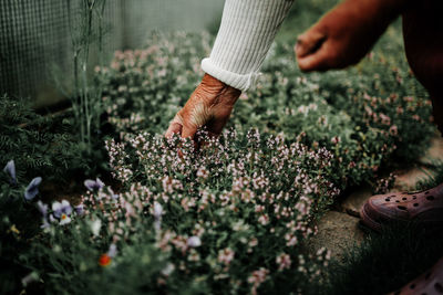 Low section of person hand on flowering plants