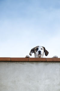 Low angle view of dog behind retaining wall against clear sky