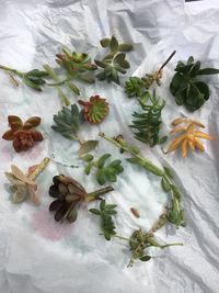 Cuttings from succulents