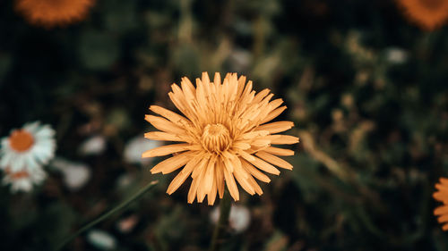 Close-up of yellow flower against blurred background