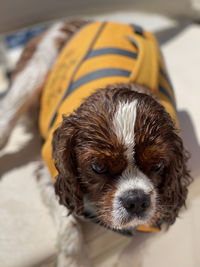 Wet dog on a boat looking at camera