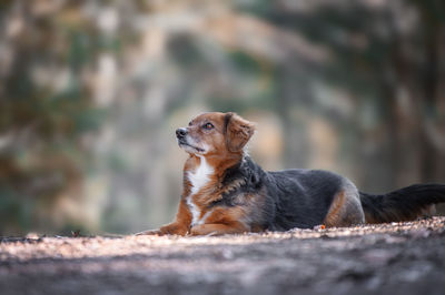 Close-up of dog