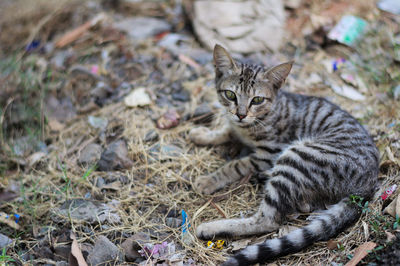 Portrait of cat