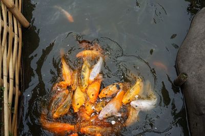 High angle view of koi carps swimming in water