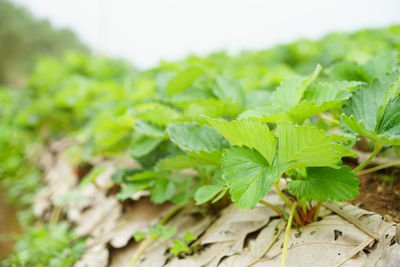 Close-up of plant growing on field