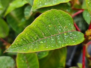 Close up of raindrops on a green leaf.