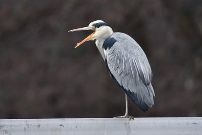 High angle view of gray heron perching outdoors