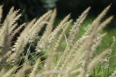 Close-up of stalks in field