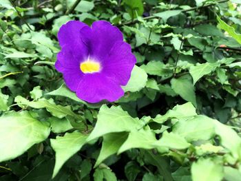 Close-up of purple flower blooming outdoors