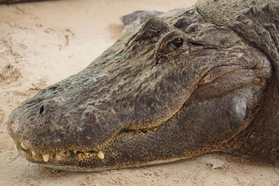 Close-up of lizard on sand