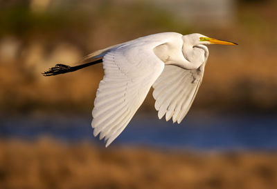 Great egret in flight over coastal maine estuary