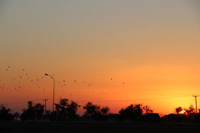 Silhouette of bird flying over sunset