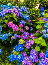 Close-up of purple hydrangea flowers