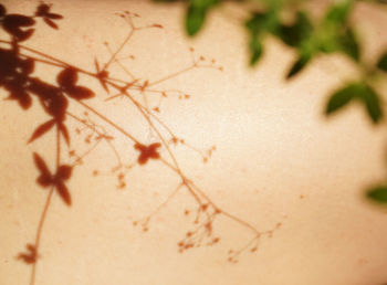 Close-up of leaves on plant