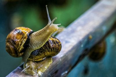 Close-up of snails on railing