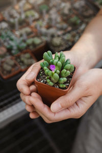 Cropped hand holding small plant