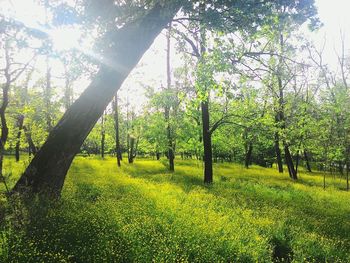 Trees on grassy field