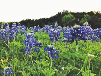 Close-up of purple flowering plants on field