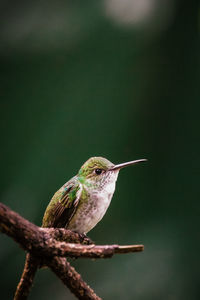 Close-up of bird perching on twig