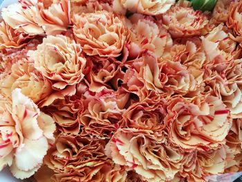 Full frame shot of pink roses