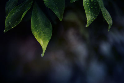 Close-up of raindrops on leaves