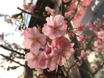 Close-up of pink flowers