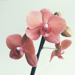 Close-up of pink orchid blooming