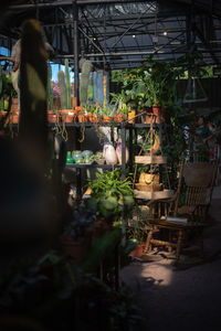 Potted plants at market stall