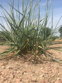 Close-up of plant on land against sky