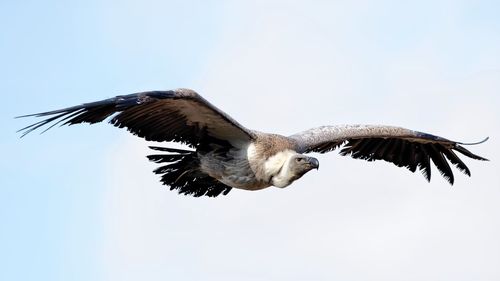 Low angle view of eagle flying against sky