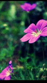 Close-up of pink flowers