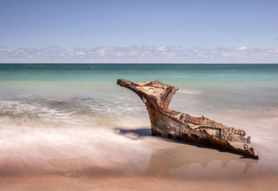 Driftwood on beach against sky