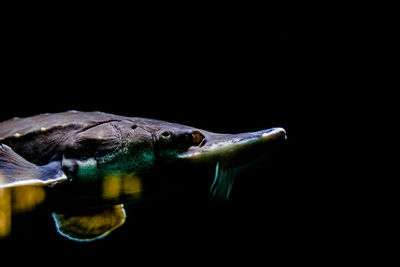 Close-up of jellyfish over black background