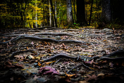 Surface level of fallen leaves in forest