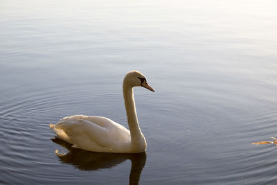 Swan swimming on lake