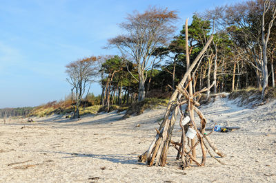 Trees on beach against sky