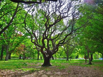 Trees on landscape