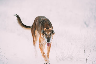 Dogs running on snow