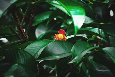 Close-up of red flowering plant